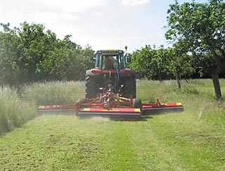 600-multipla-long-grass
