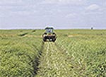 CanolaCut202